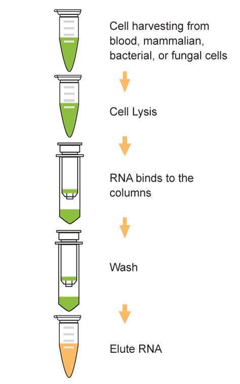 how to isolate mrna from cells